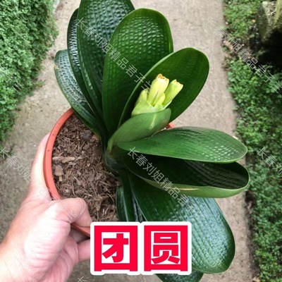 长春精品君子兰宽短圆麻室内装饰观赏高贵绿植花卉麻脸办公室摆设