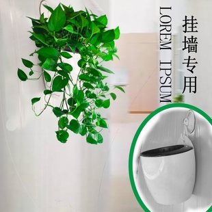 超大盆绿萝长藤垂吊盆栽室内新房家用大叶水培客厅吸甲酫净化空气