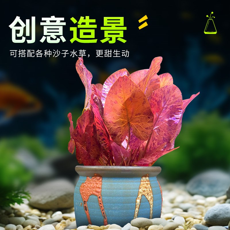 彩陶陶罐水草植物花盆定植红荷根睡莲阴性后景草淡水鱼缸造景摆件
