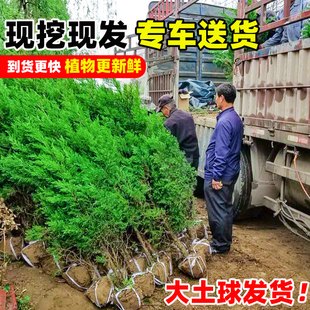 常青松柏树苗四季柏树塔柏侧柏墓前树苗道路绿化耐寒易活圆柏松树