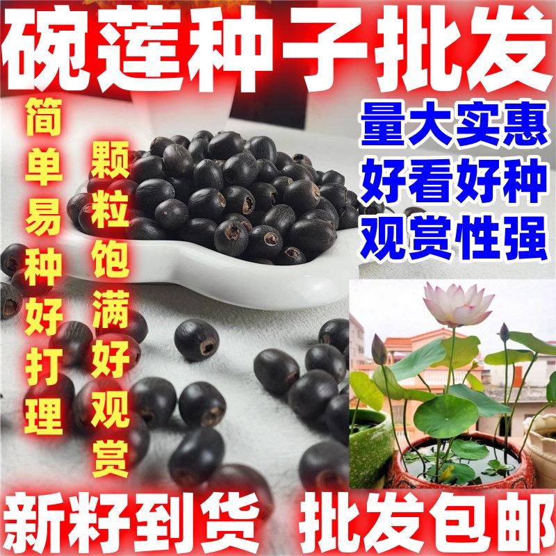 批发荷花籽碗莲种子水莲花睡莲水
