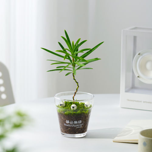 罗汉松微景观桌面绿植新手好养