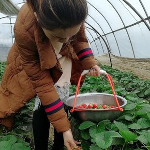 草莓大棚提草莓神器新款采摘工具摘取自如草莓钩子盆夹子量大从优
