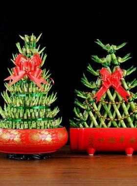 ZNA带根富贵竹水发财竹易好养养招财竹客厅办培公桌水容植物净化