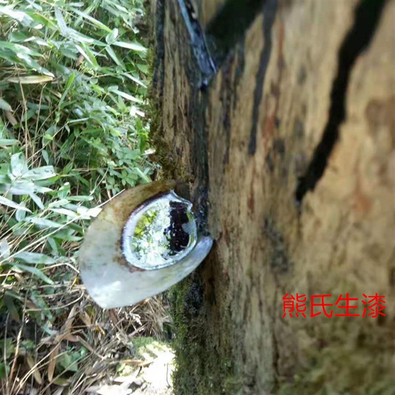 天然土漆绵阳漆农自产自销国漆天然漆底漆大漆古琴面漆生漆