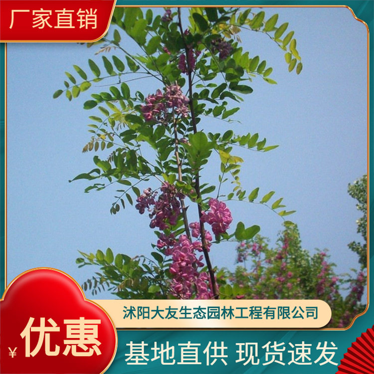 苗圃大量供应1-20公分香花槐紫花槐红花槐