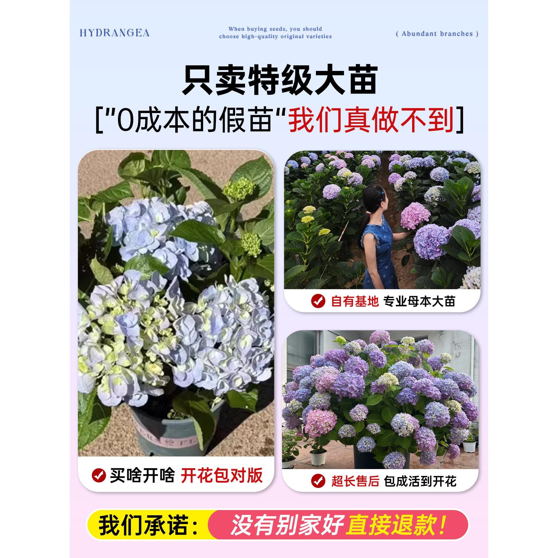 球庭花苗盆栽带花无尽绣夏绣球花老桩lyxqszh0院室内阳苞台花卉绿