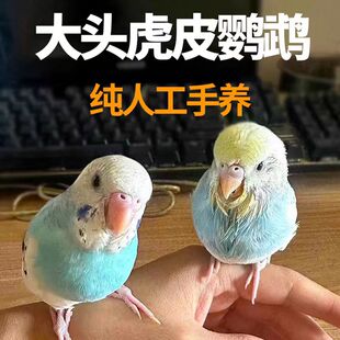 纯手养虎皮鹦鹉亲l人粘人金彩双金国血特色大头会学说话鹦鹉宠物