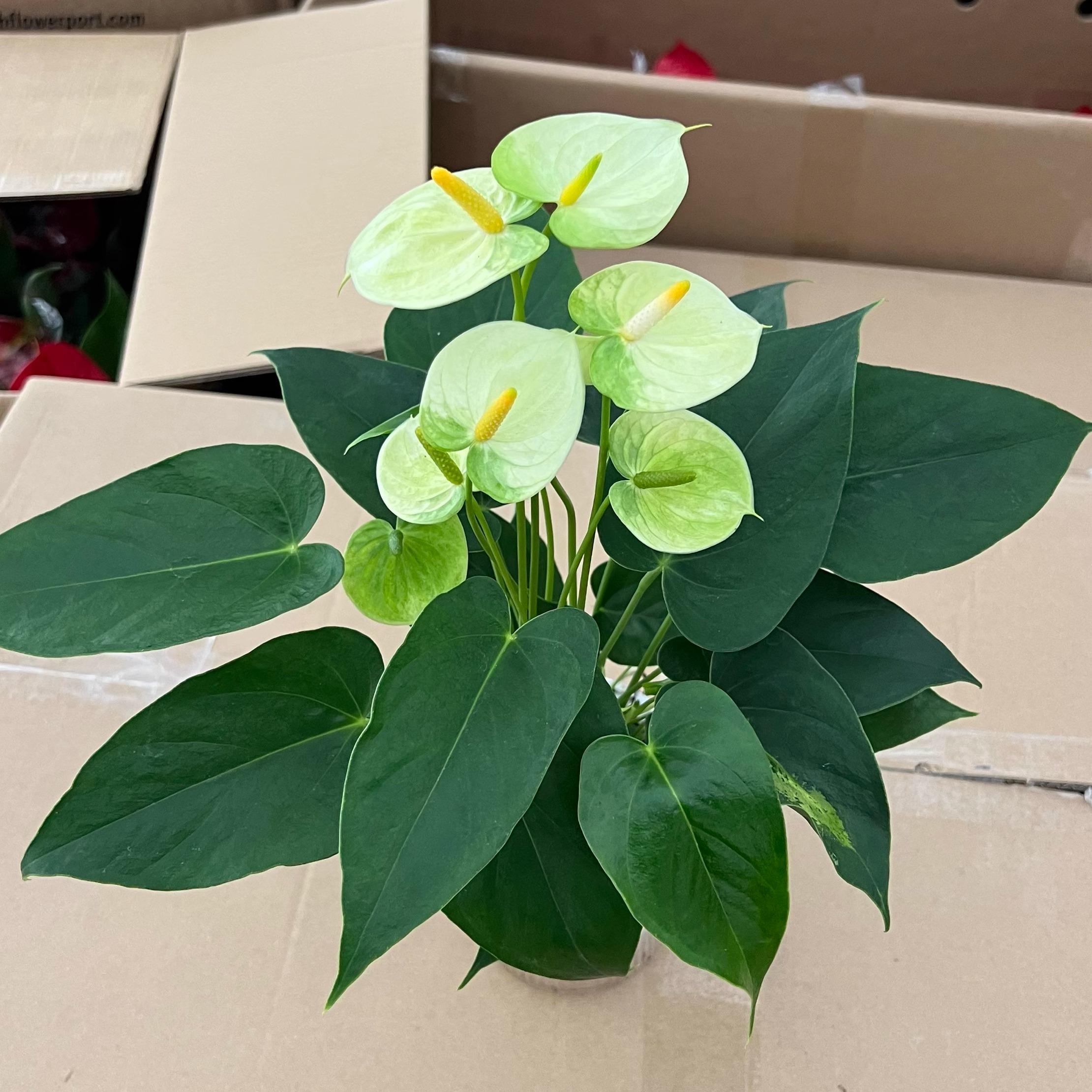 绿掌黄掌婉尼拉红掌水培植物室内花卉绿植盆栽四季开花好养活