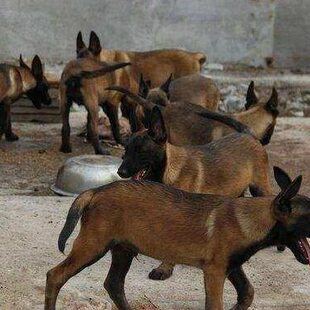 马犬幼犬纯种出售血统马犬 黑红马犬家养纯正 出售纯种马犬健康