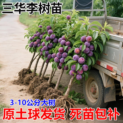 蜂糖李子树苗嫁接特大晚熟脱骨青脆李子果树苗南北方种三华李树苗