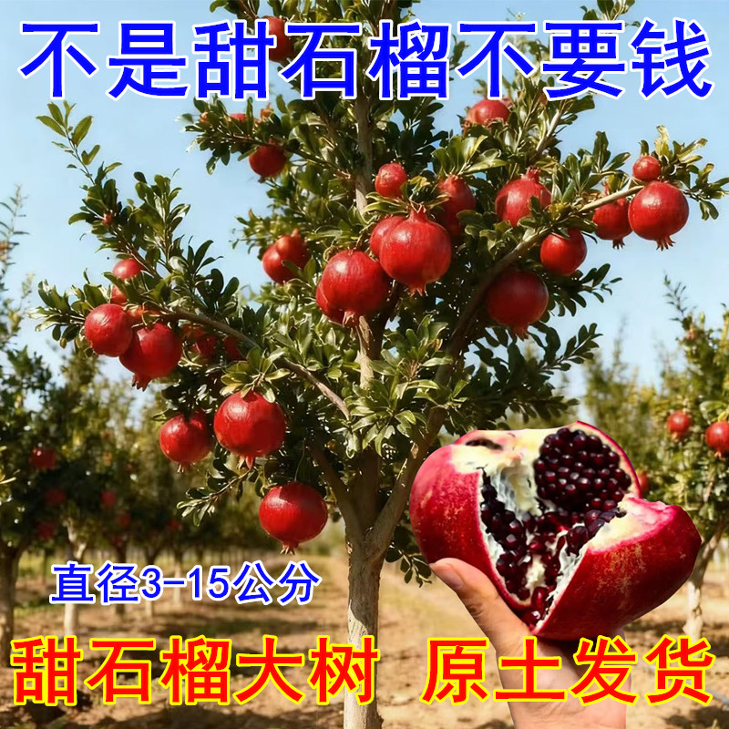石榴树突尼斯软籽特大庭院果树地栽盆栽当年结果大红袍石榴树树苗
