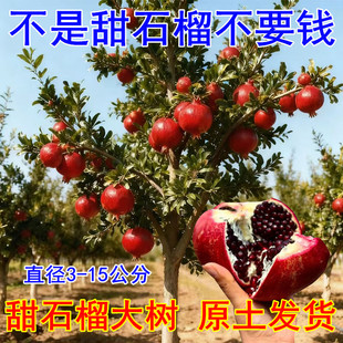 石榴树突尼斯软籽特大庭院果树地栽盆栽当年结果大红袍石榴树树苗