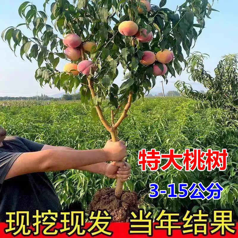 大桃树果苗带土水蜜桃锦绣黄金桃嫁接苗南方北方种植蟠桃油桃幼苗