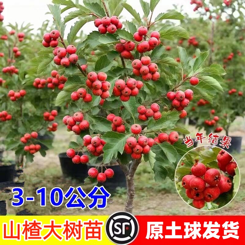 山楂树活苗特大山楂苗无子纯甜果树果苗盆载地载南北庭院种植带土