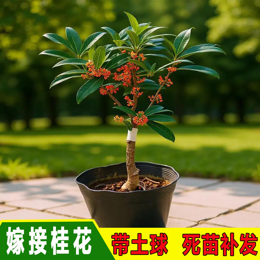 嫁接桂花树苗地栽大树八月金桂丹桂盆栽别墅庭院绿化苗木四季常青