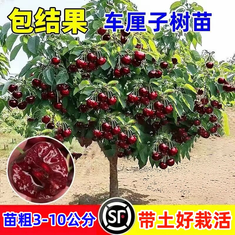 车厘子树苗樱桃树苗南方北方种植正宗盆栽地栽矮化樱桃树果树果苗