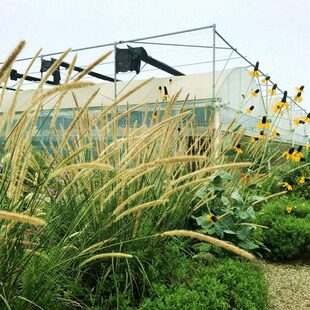 喷泉狼尾草地栽庭院花园花镜造景卡尔拂子茅红知风画眉草植物包邮