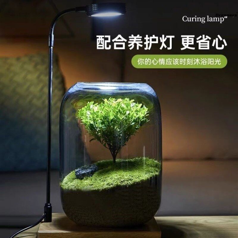 。生态瓶自循环桌面微景观u免打理电脑桌面摆件玻璃雨林绿植生命