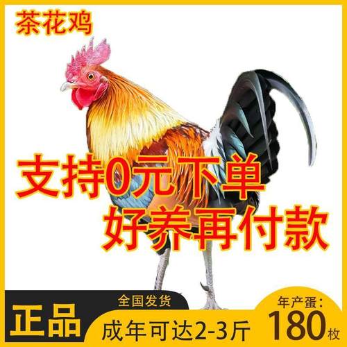 半斤茶花鸡观赏鸡七彩山鸡散养土鸡正宗二代原鸡苗五彩鸡彩凤鸡苗