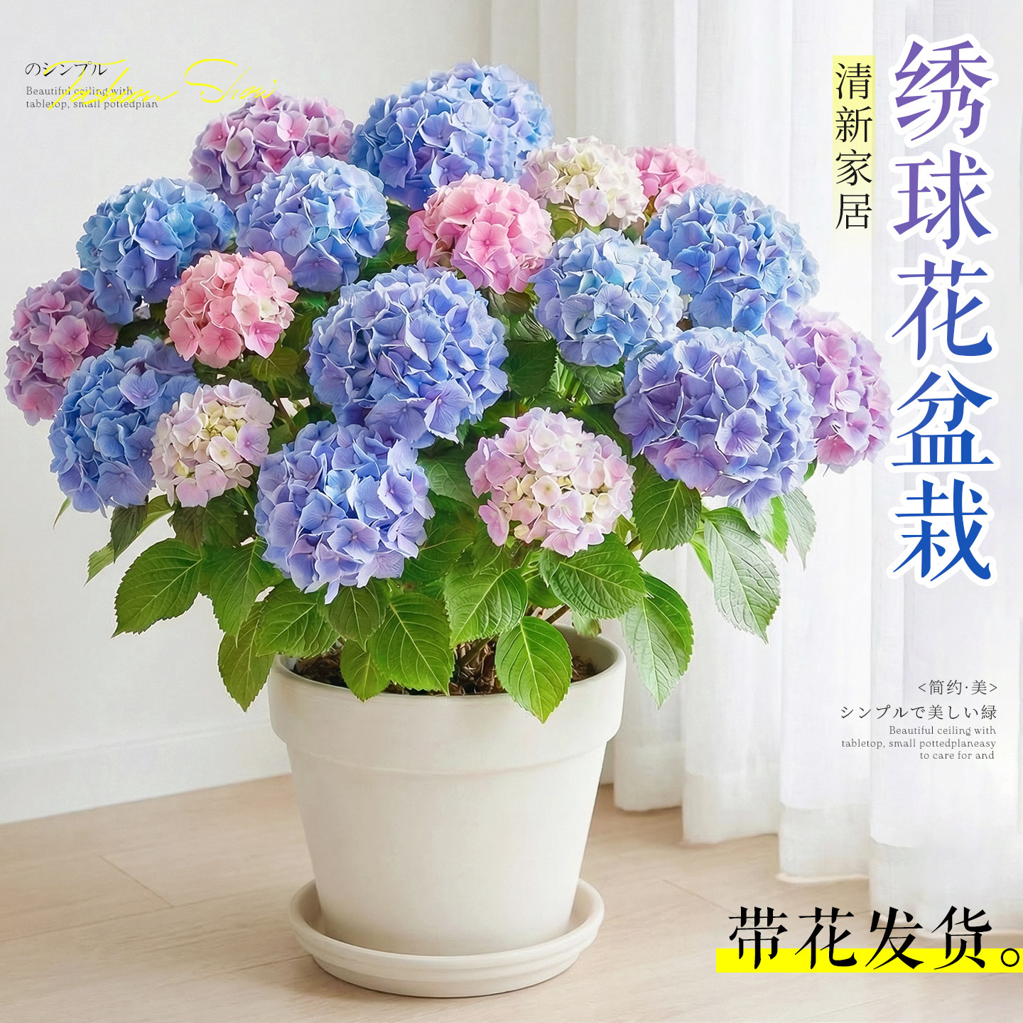 绣球花盆栽带花苞四季开花卉适合阳台室外庭院无尽夏老桩花苗植物