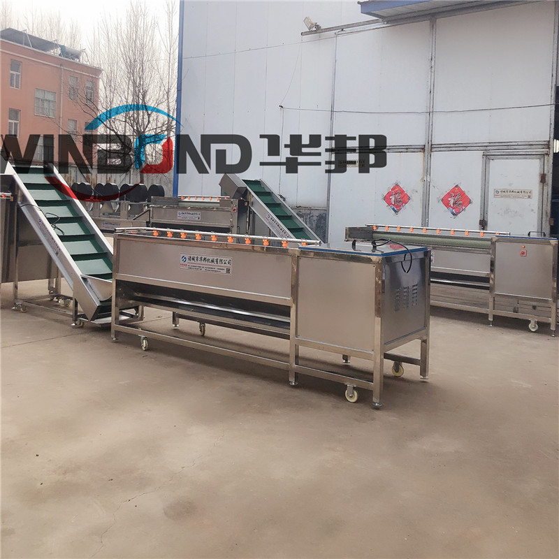 供应红薯清洗机 土豆清洗设备 根茎类平行毛辊清洗机 华邦机械