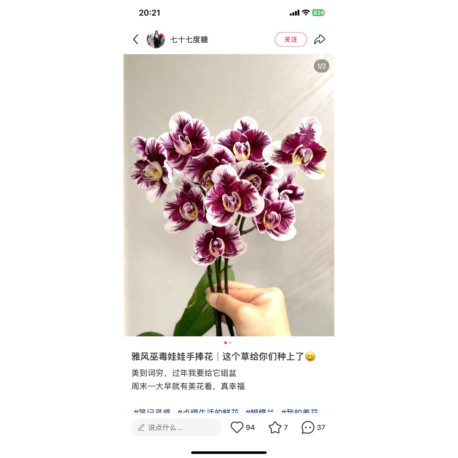 蝴蝶兰雅风娃娃1.7寸杯宝宝苗子