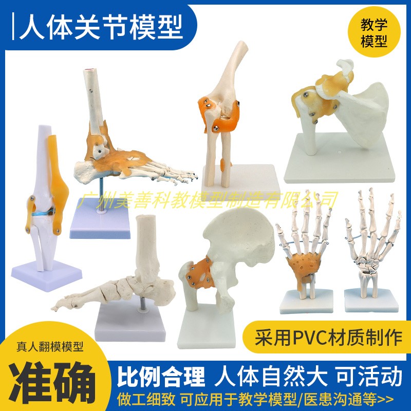 人体膝关a节模型肩关节肘关节手关节脚关节髋关节模型1:1骨骼模型