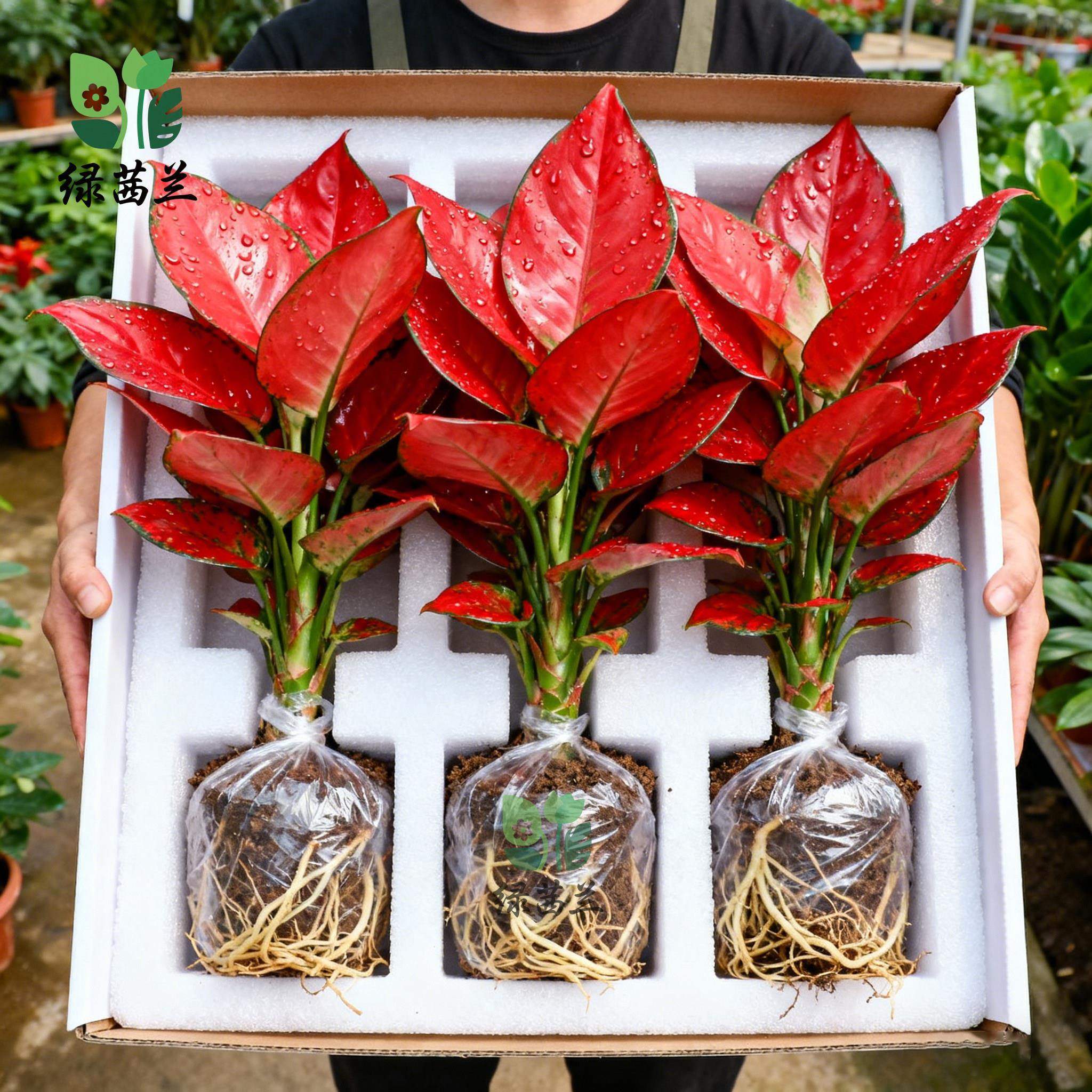 如意皇后盆栽吉利红室内桌面好养水培小绿植适合懒人养的植物好养,鲜花速递/花卉仿真/绿植园艺,红掌/凤梨/温室花卉,淘宝优惠券,粉丝福利购,淘宝优惠卷