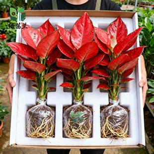 如意皇后盆栽吉利红室内桌面好养水培小绿植适合懒人养的植物好养