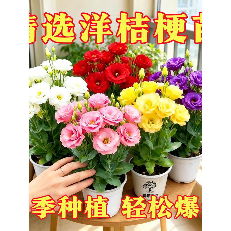 云南重瓣洋桔梗花苗多年生易养活庭院阳台盆栽花卉花期好种大花苗
