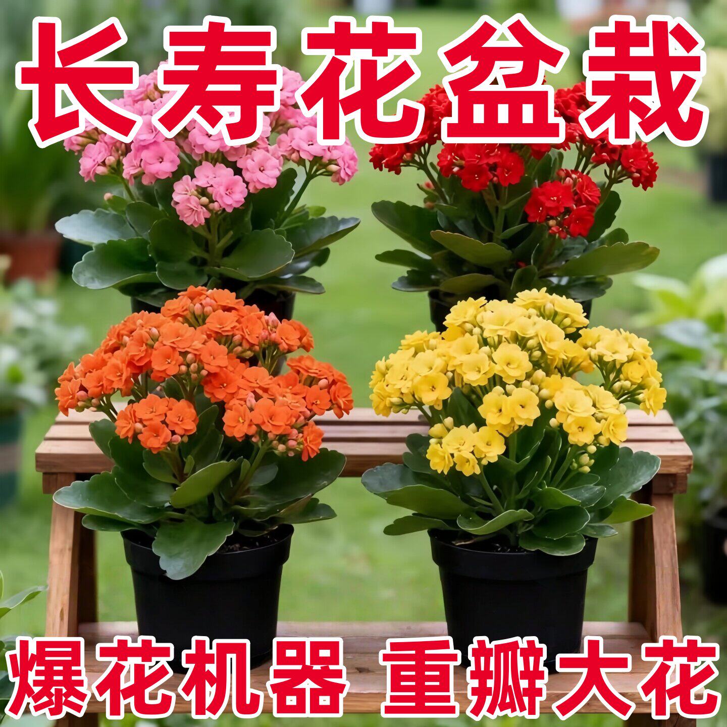 新品长寿花盆栽重瓣大花带花苞花苗室内开花多肉好养花卉鲜花绿植