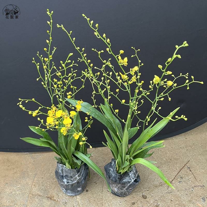 黄梦香文心兰带花苞花剑室内客厅开花好养花卉植物盆栽绿植兰花,鲜花速递/花卉仿真/绿植园艺,红掌/凤梨/温室花卉,淘宝优惠券,粉丝福利购,淘宝优惠卷