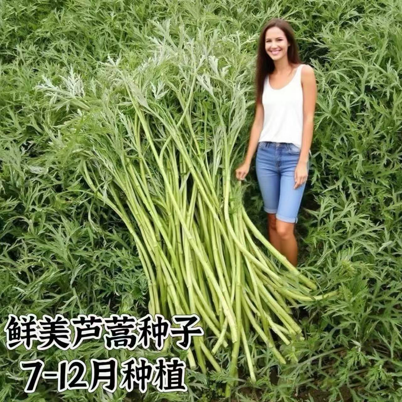 芦蒿种籽种子双十一净化空气泥蒿种四季种植盆栽多肉蔬菜绿植黎蒿