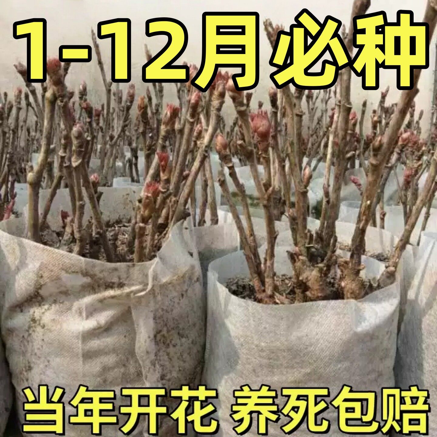 缠枝牡丹重瓣花苗攀爬植物庭院美化耐热耐寒藤本宿根花卉宿根花卉