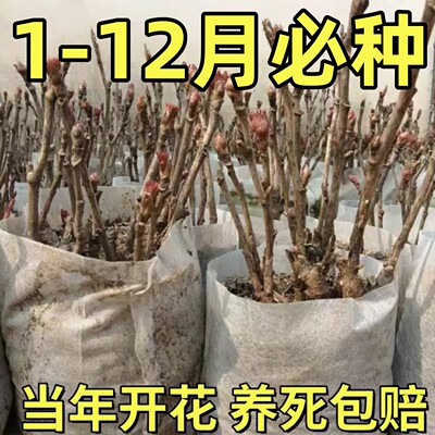 缠枝牡丹重瓣花苗攀爬植物庭院美化耐热耐寒藤本宿根花卉宿根花卉