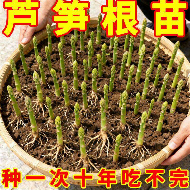 芦笋根苗四季高产紫色芦笋苗根三年芦笋根四季多年生阳台盆栽蔬菜