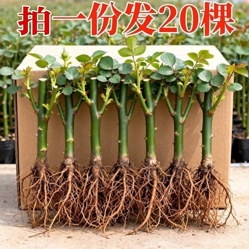 月季花苗蔷薇爬藤四季浓香扦插小苗玫瑰藤本月季庭院浓香特浓香花