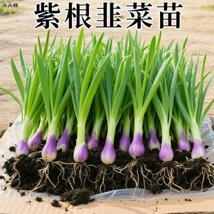 紫根韭菜根苗红根宽叶韭菜根现挖四季新鲜细叶阳台盆栽蔬菜苗种菜