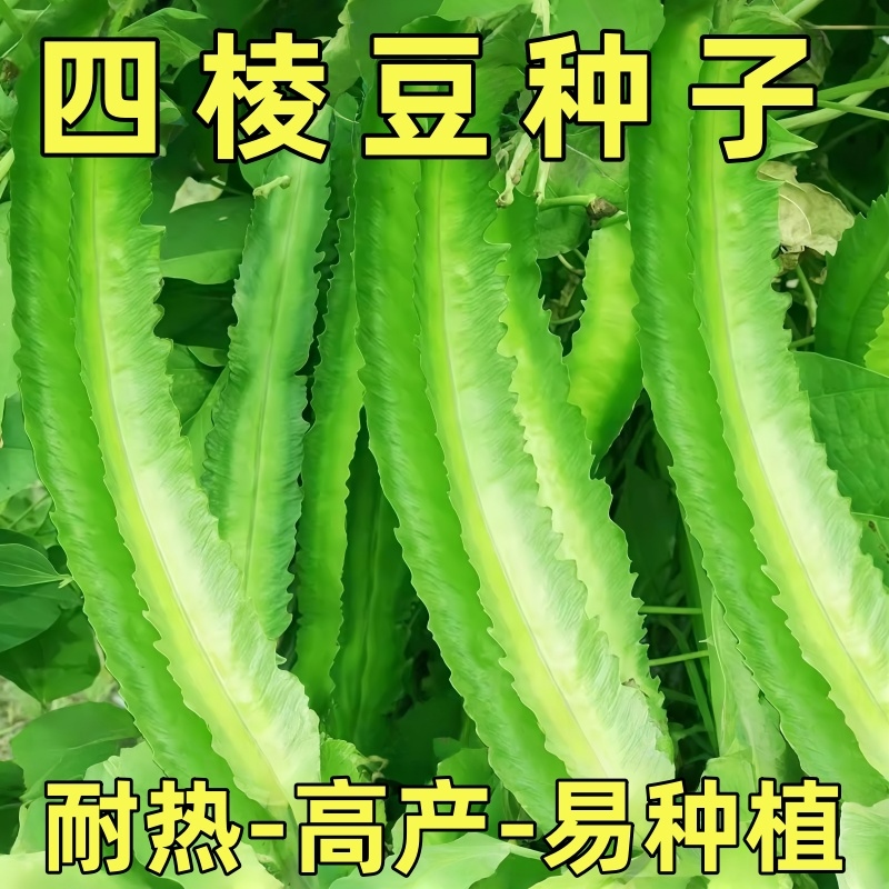 高产四棱豆种子四季播种菜地庭院蔬菜四角豆皇帝豆种籽阳台蔬菜种