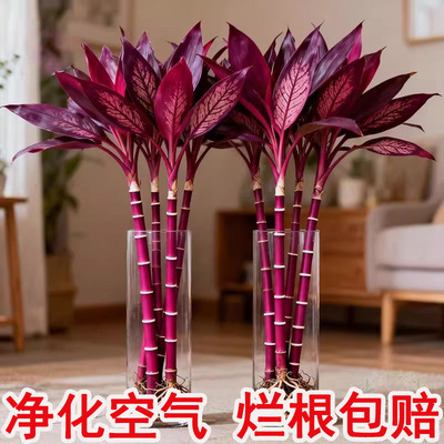 带根紫竹鸿运当头富贵竹水培绿植物盆栽粗杆客厅招财竹子室内花卉