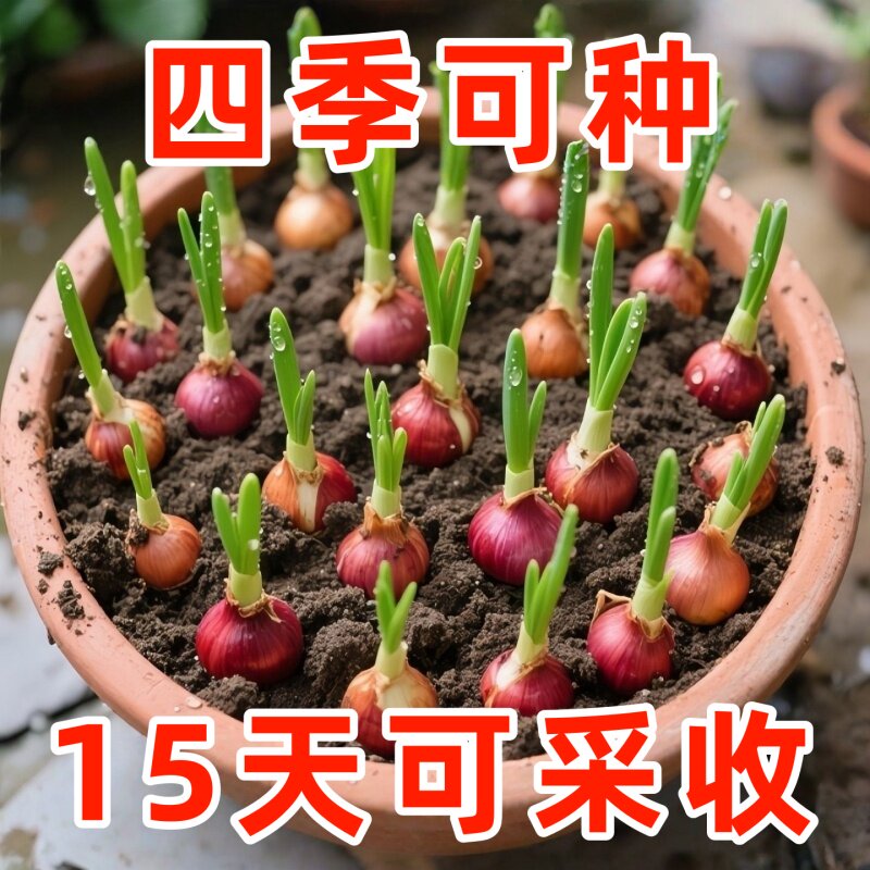 广东正宗红葱头可种植红皮干香葱头种子食用香料新室内外长葱芽