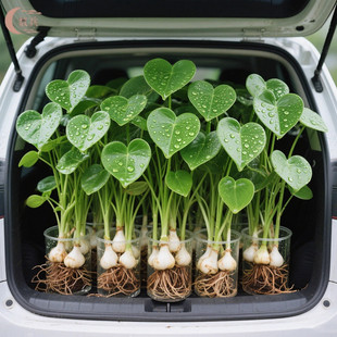 懒人净化鱼缸茨菇种球慈菇水培水生室内四季植物燕尾慈菇池塘水草