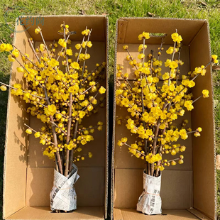 水培梅花腊梅干枝鲜花云南基地直发室内家用插花花期超长水养花卉