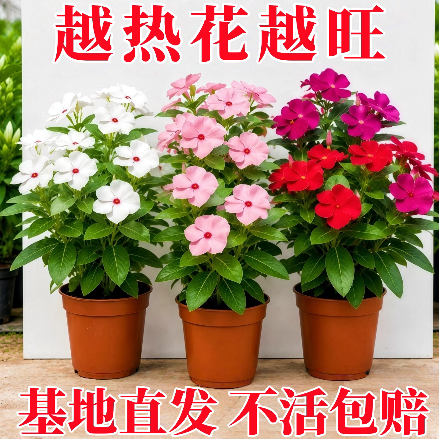长春花盆栽重瓣大花带花苞春花苗室内阳台盆栽植物鲜花卉云南直发