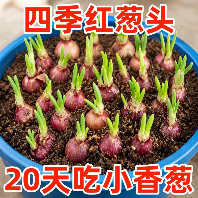 四季小香葱浓香型红葱头新鲜正宗四季种植葱苗老品种带根蔬菜盆栽