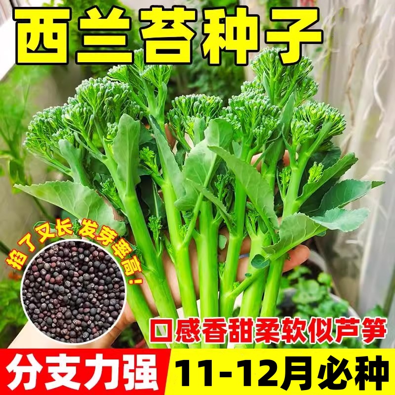 有机西兰苔种子芥兰种籽西兰花有机四季菜苔芥兰菜心阳台盆栽种孑