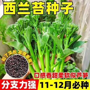 有机西兰苔种子芥兰种籽西兰花有机四季菜苔芥兰菜心阳台盆栽种孑