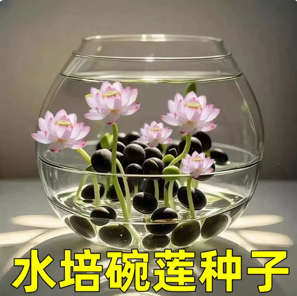 碗莲种子七彩五颜六色花卉水养四季莲花荷花种莲藕绿植水培莲子