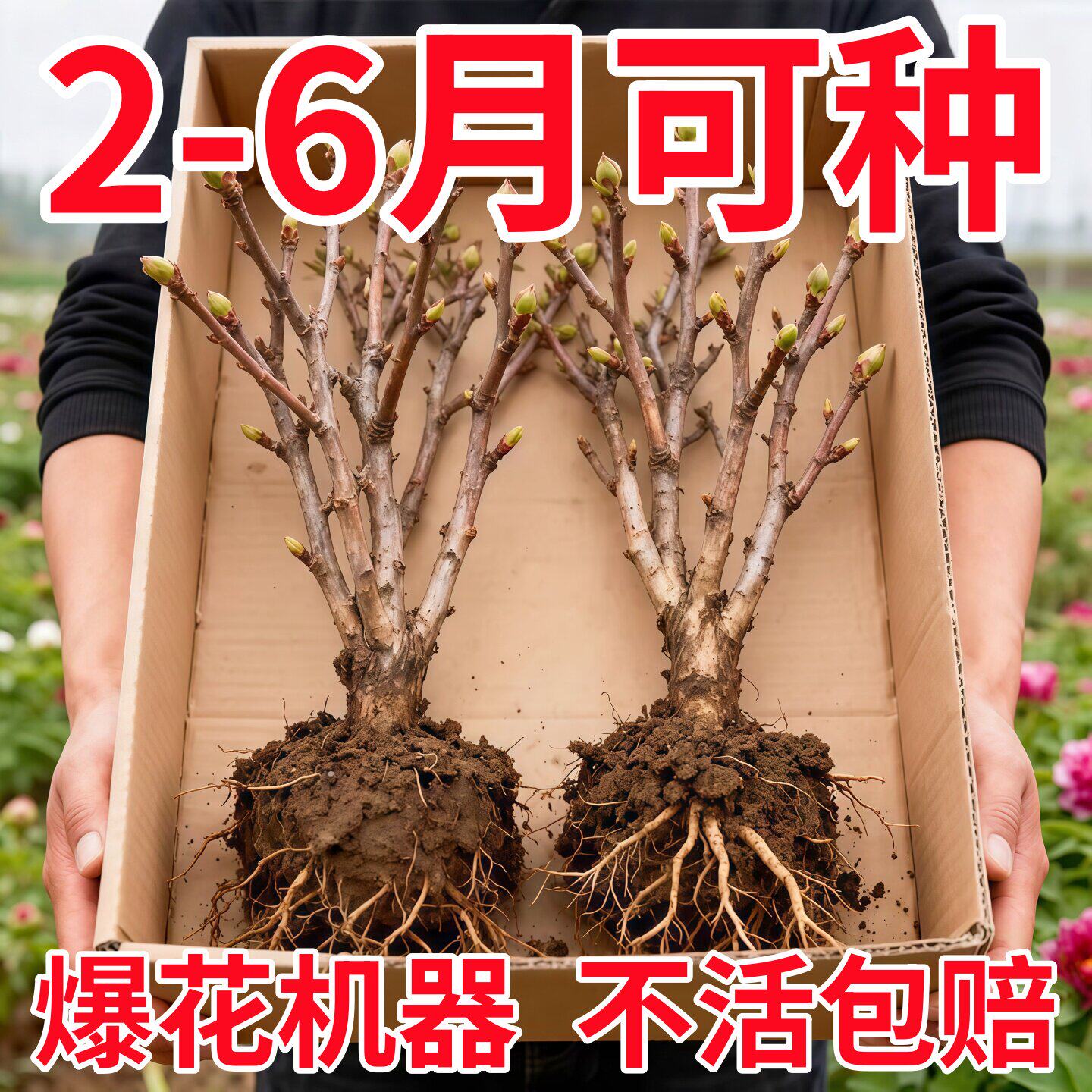 正宗洛阳牡丹花苗大苗花卉植物缠枝牡丹客厅易活好养盆栽庭院树苗